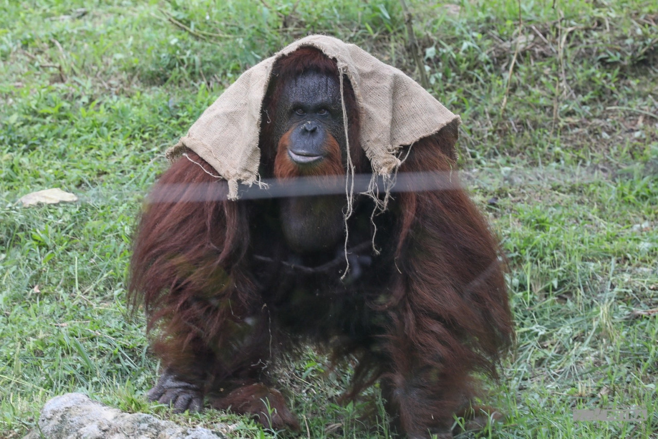 An orangutan seen in an enclosure at the National Zoo. – SALWA FARHANA ISMAIL/The Vibes pic