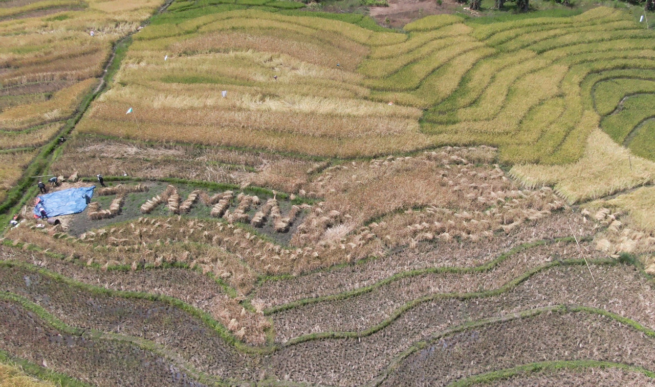 The word ‘jamin’ was spelt out in a padi fields in Ranau, and footage was taking using drone photography. – Pic courtesy of Jun Kan