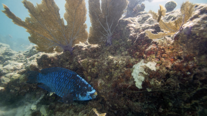 Florida ocean temperature topped 37.8°C, setting potential record