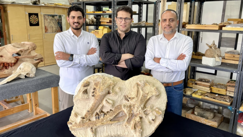 Egypt dig unearths 41 mil-year-old whale in desert