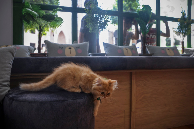 Cat cafe brings ‘pawsitivity’ to war-scarred Gaza