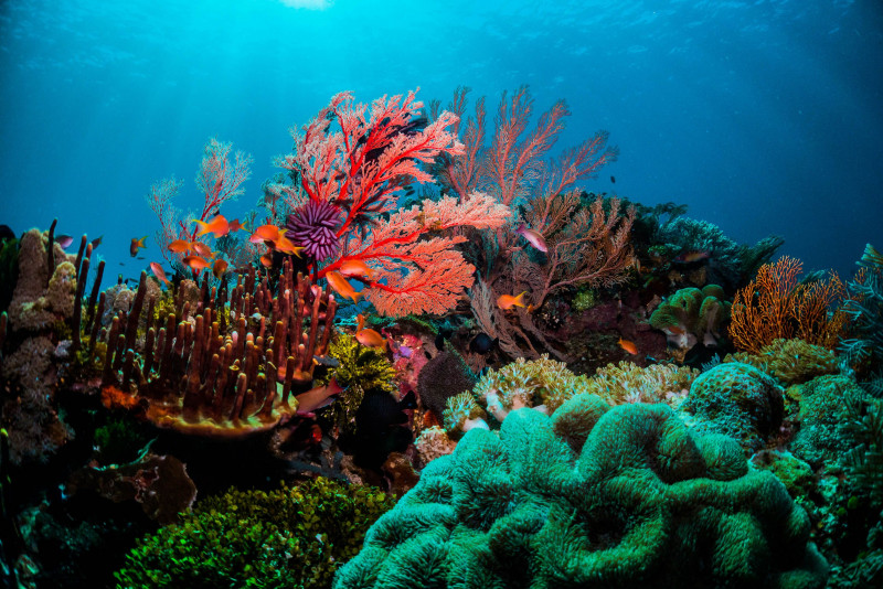 Land and sea efforts to save reefs must work together: study