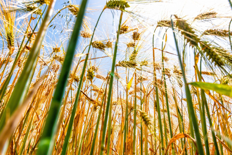 What impact will the El Niño phenomenon have on what’s on our plate?