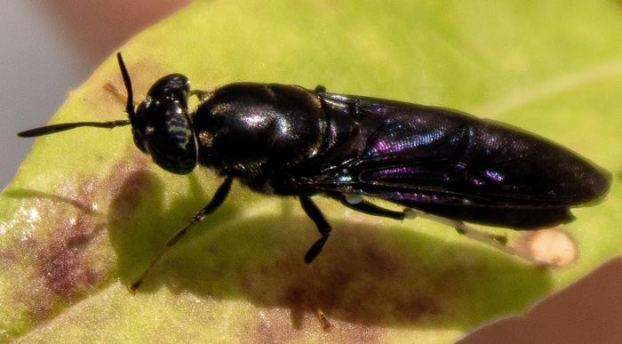 Swat team: making bioplastics from dead flies