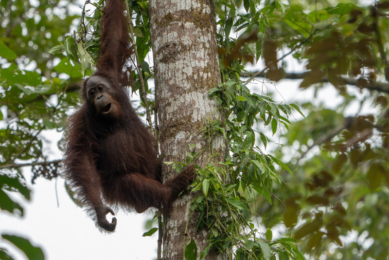 Harnessing the power of AI for the future of orangutans – WWF-Malaysia