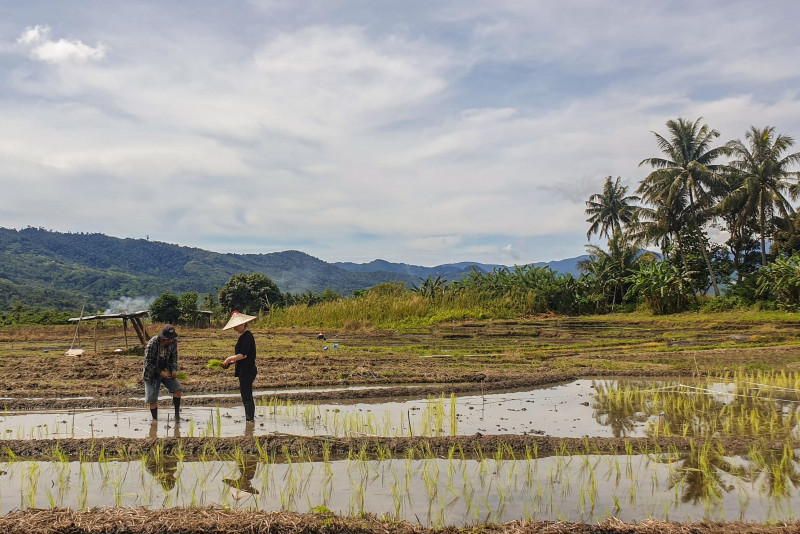 Pagar & Padi showcases Sabah’s rice planting heritage, community spirit