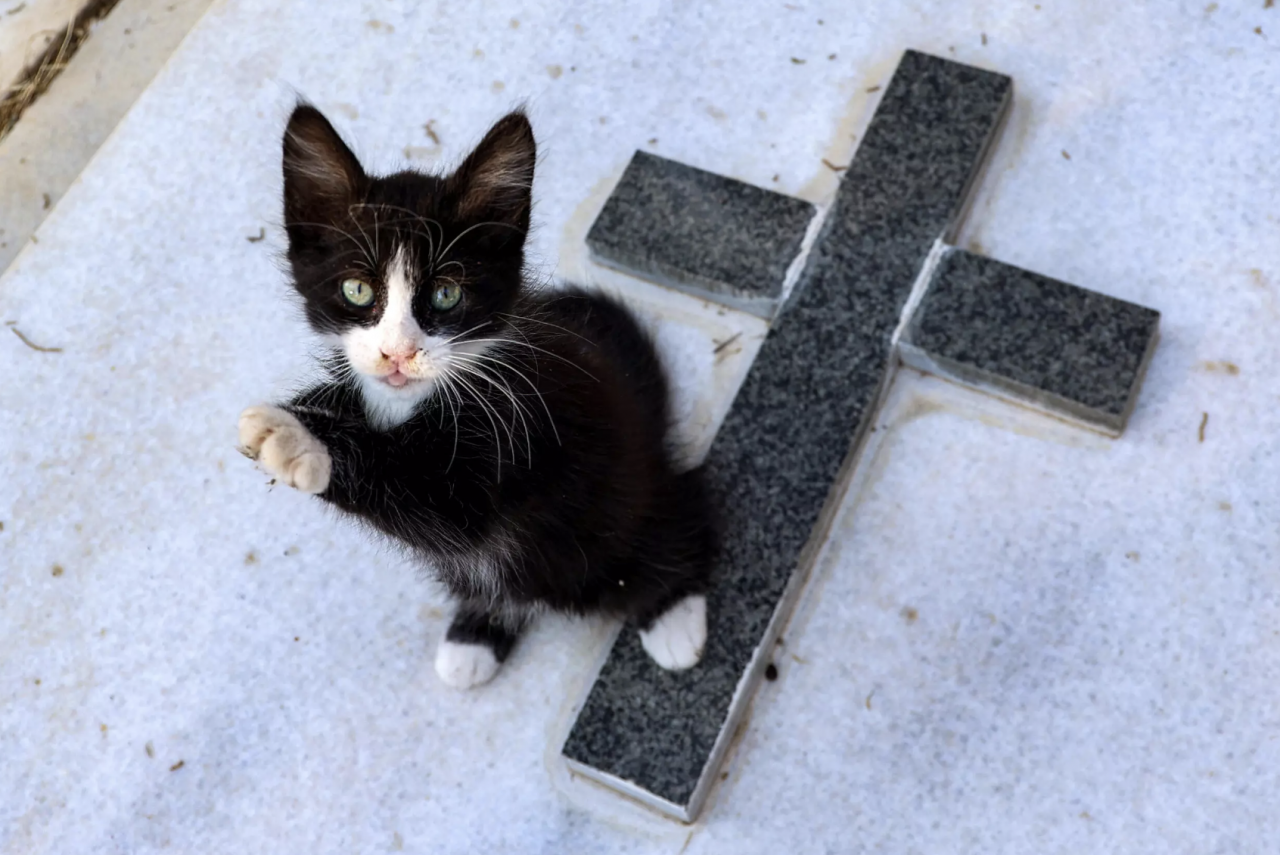 Archaeological evidence of cats’ domestication in Cyprus dates back further than anywhere else in the world. – AFP pic