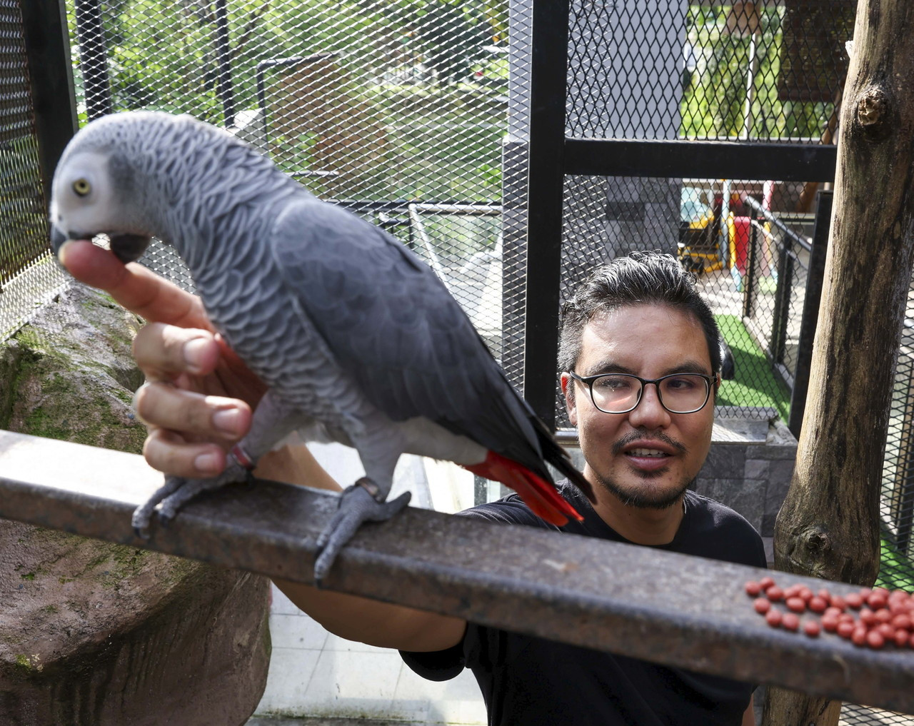 Khairul with his Congo African grey birds. – Bernama pic