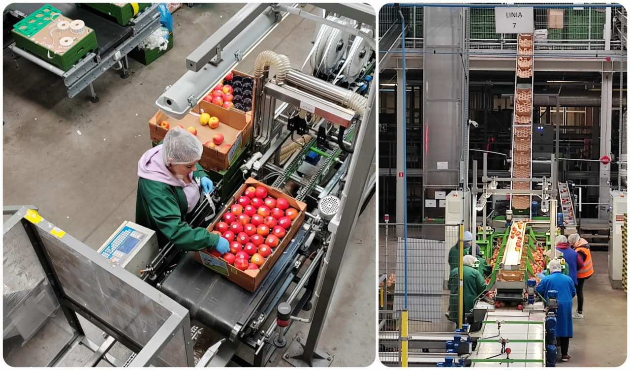 At the packing centre, the apples undergo meticulous processing and preparation for their destined exportation. – Shazmin Shamsuddin pix