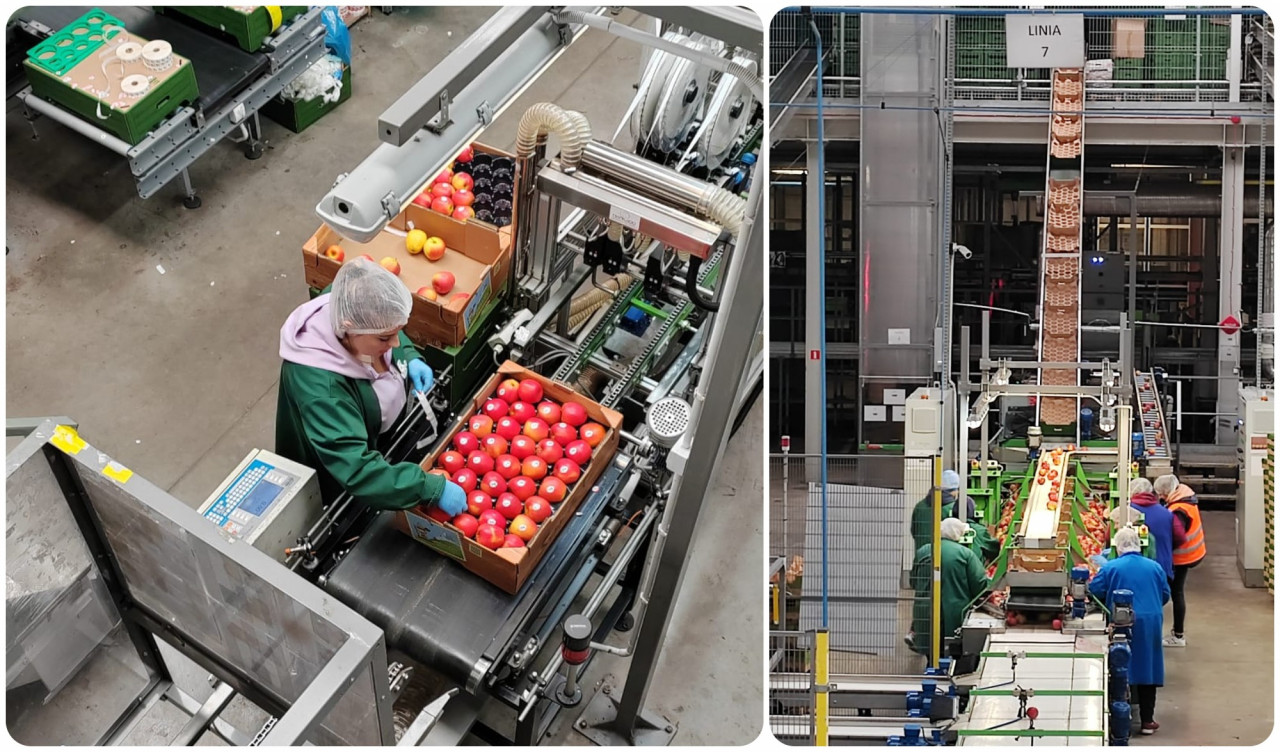At the packing centre, the apples undergo meticulous processing and preparation for their destined exportation. – Shazmin Shamsuddin pix