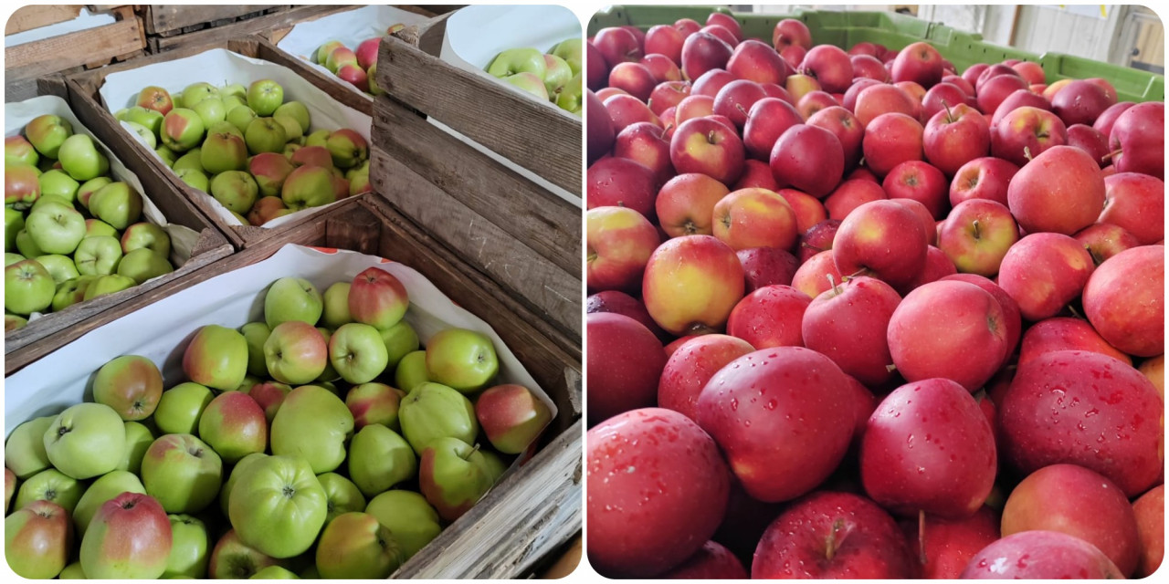 Many Polish apple growers embrace sustainable farming practices, such as integrated pest management, reduced chemical usage, water conservation, and soil health management.– Shazmin Shamsuddin pix