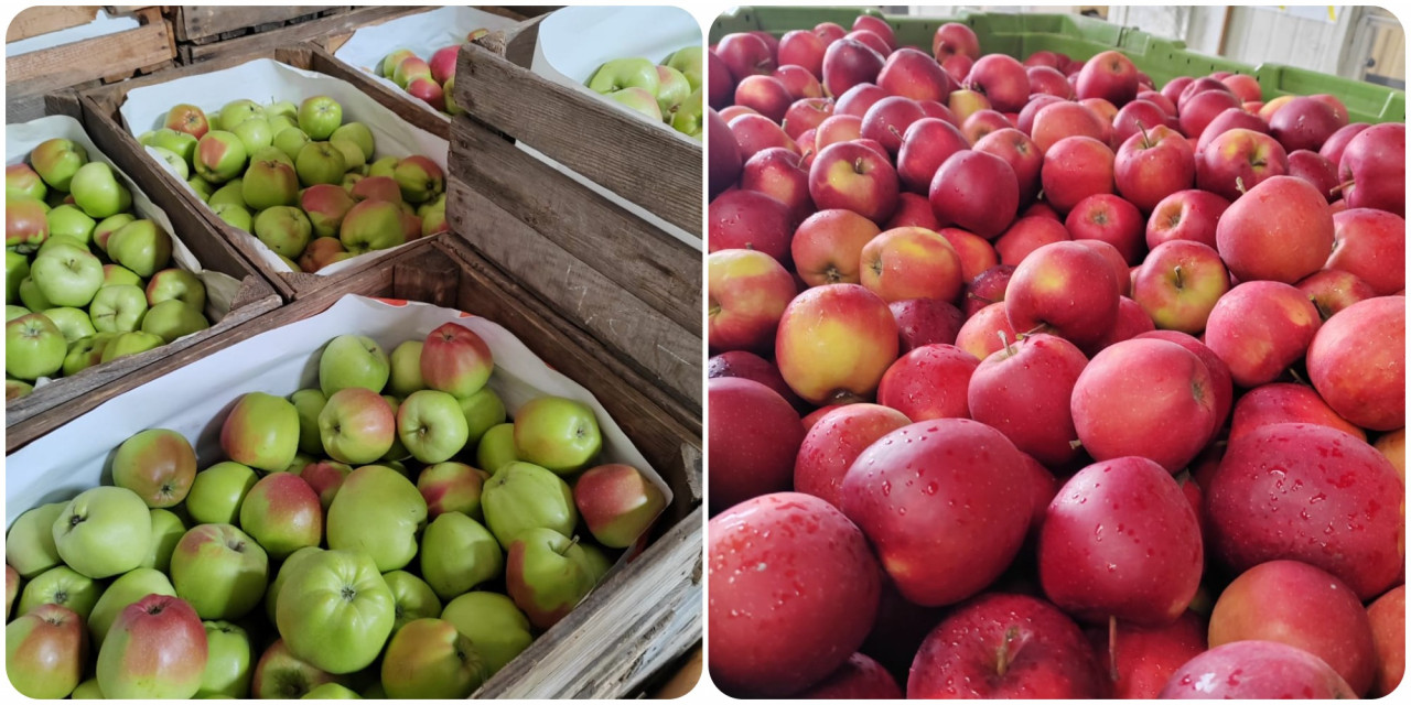 Many Polish apple growers embrace sustainable farming practices, such as integrated pest management, reduced chemical usage, water conservation, and soil health management.– Shazmin Shamsuddin pix