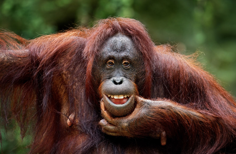Orangutans are the animal kingdom’s beatboxers