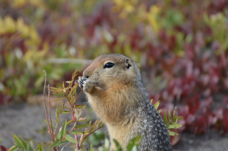 Warming Arctic could put chill on squirrel ‘date nights’