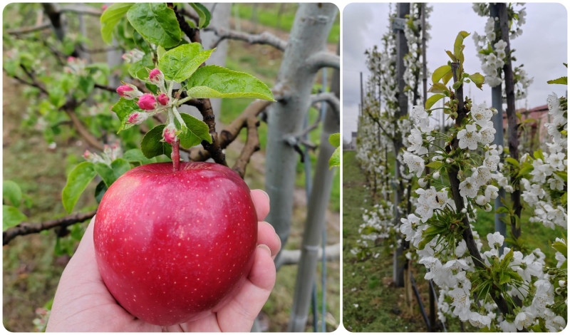 From mystical legends to bountiful reality: discover the allure of Polish apples