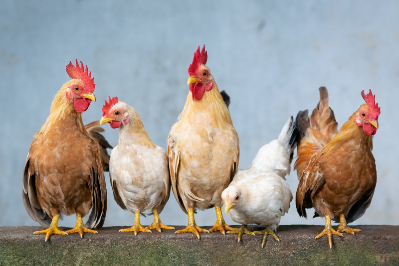 Proof humans reshaped the world? Chickens