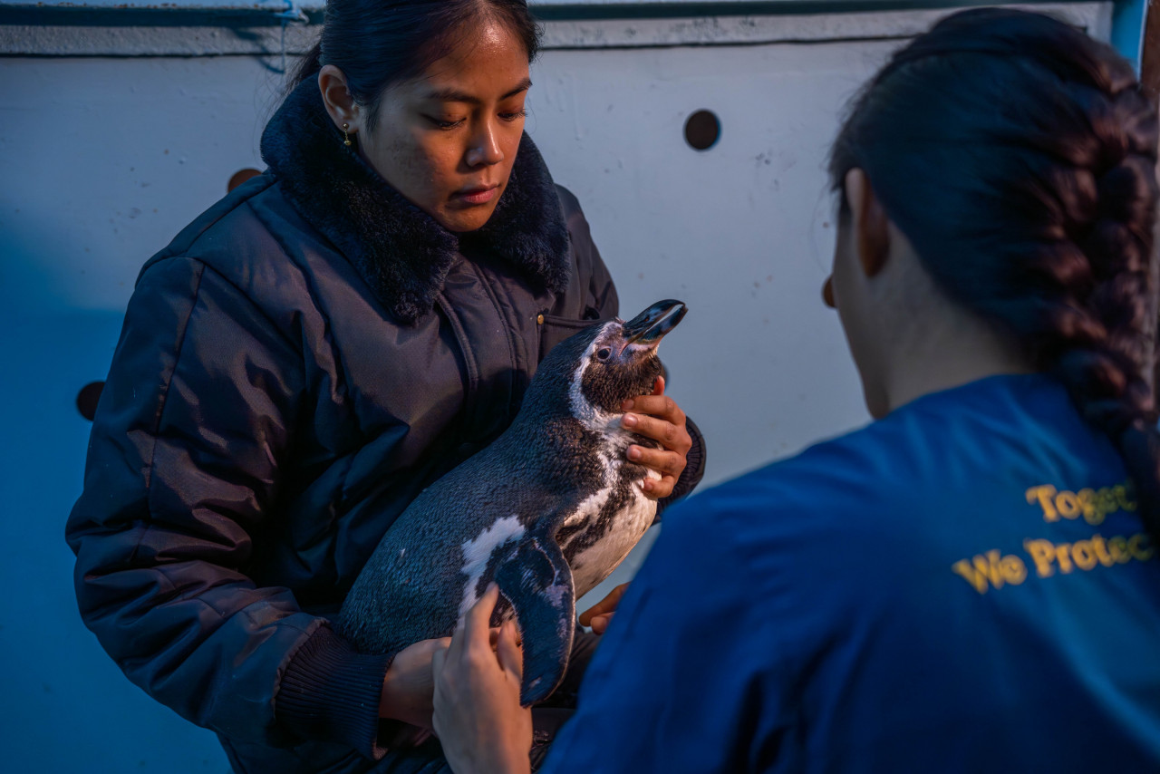 Veterinarian Dr Gabrina Goh conducting a physical check on Pinky the Humboldt Penguin while Penguin keeper Nuralyanti Jasni secures the animal. All the penguins were given a physical examination and weighed prior to transport to ensure they were healthy and fit for transfer. – Pic courtesy of Mandai Wildlife Group