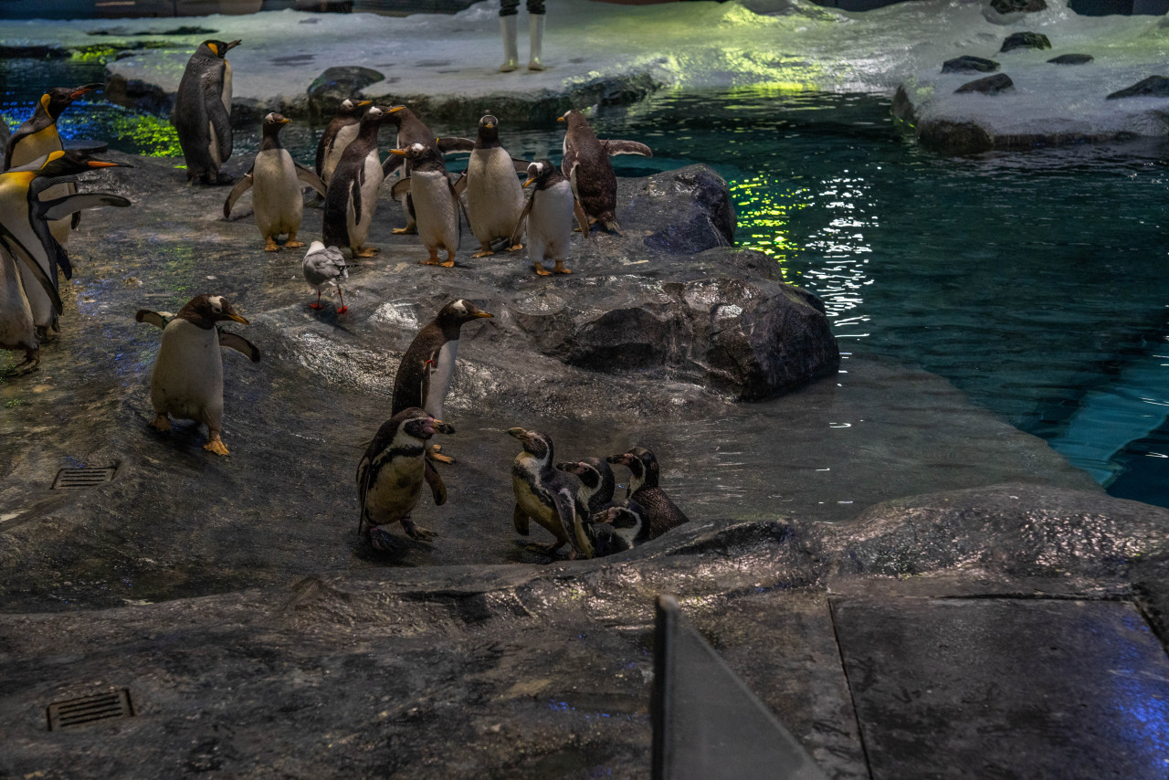 Penguins on the beach after barricades were removed. – Pic courtesy Mandai Wildlife Group