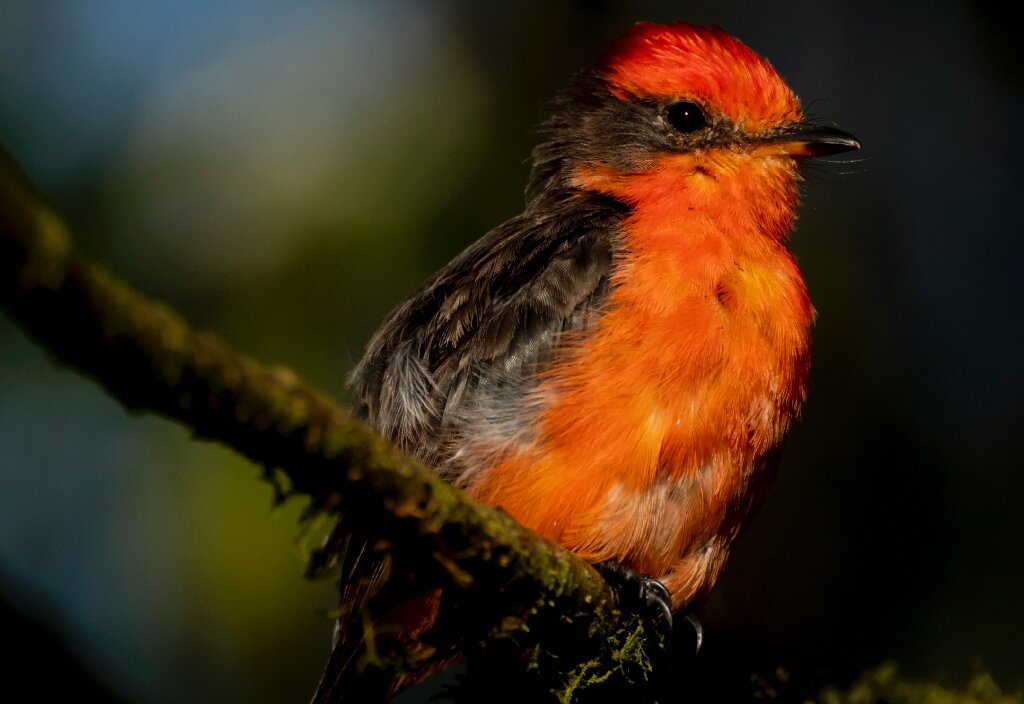 A Little Vermilion Flycatcher, also known as Darwin's Flycatcher, in the Galapagos Island in a handout photo released by the Galapagos National Park. – AFP pic