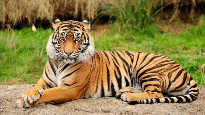 India’s tiger population rises above 3,000