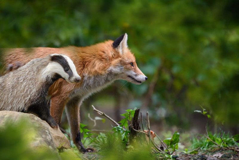 Why are animal-to-human diseases on the rise?