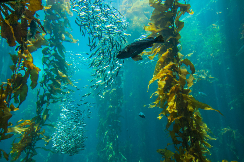 Scientists estimate sea kelp generates US$500 bil a year
