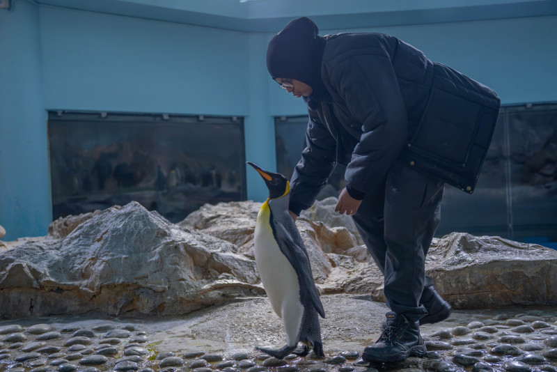 Penguin move to Bird Paradise goes swimmingly