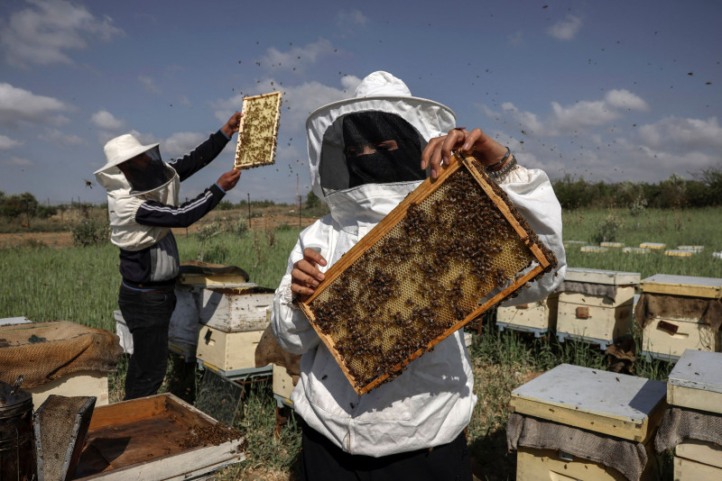 World Bee Day: Gaza beekeeper tends hives by restive border