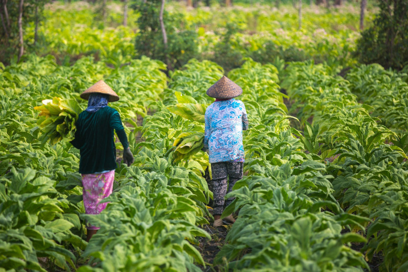 Women could be influential leaders in promoting sustainable agriculture