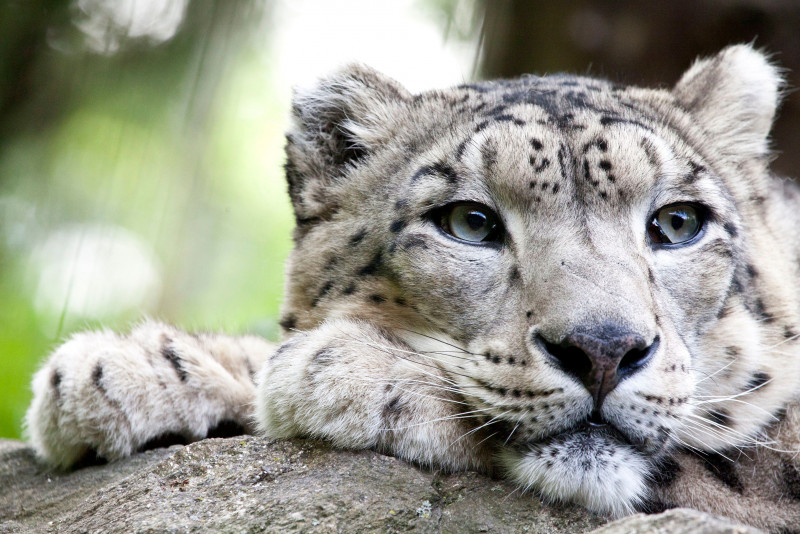 World Wildlife Day 2023: is TikTok a gold mine for animal behaviour specialists?