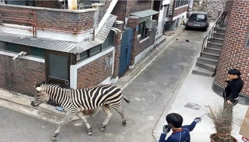 Escape-artist zebra back at zoo after exploring South Korean capital