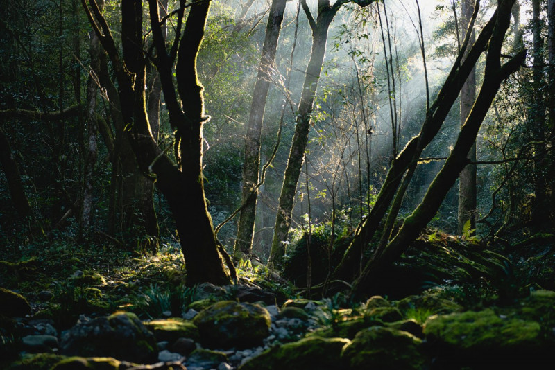 World Wildlife Day 2023: 7 ways to help stop a species wipeout