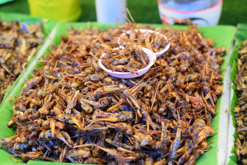 Italy adopts first labelling rules on insect-based foods