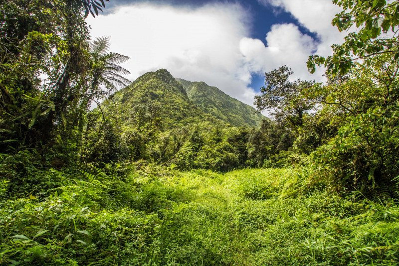 Mountain forests disappearing at alarming rate, study finds