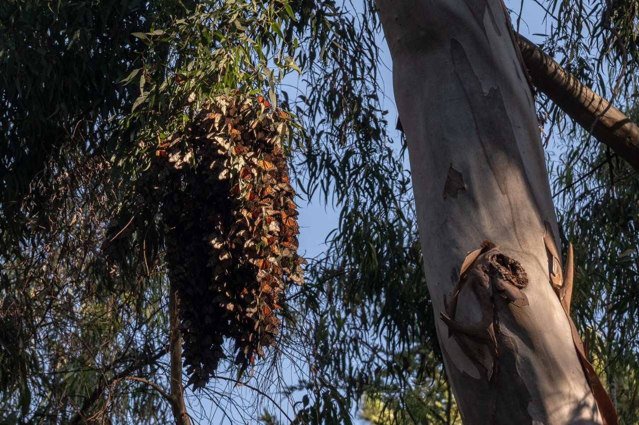 Monarch butterfly cluster is seen as they overwinter in eucalyptus trees in a protected area inside Natural Bridges State Beach in Santa Cruz, California on January 26, 2023. – AFP pic