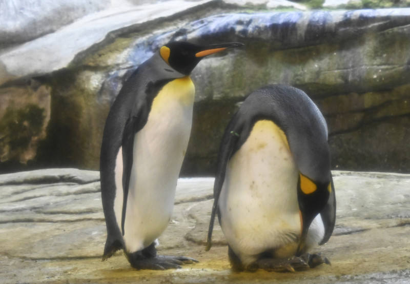 They survived the hunters: now king penguins face climate change