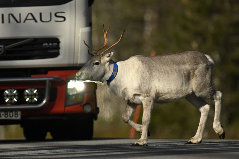 Reindeer, penguins among threatened species: WWF