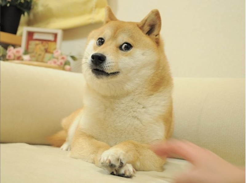 ‘Doge’ meme dog diagnosed with cancer and liver disease, says owner