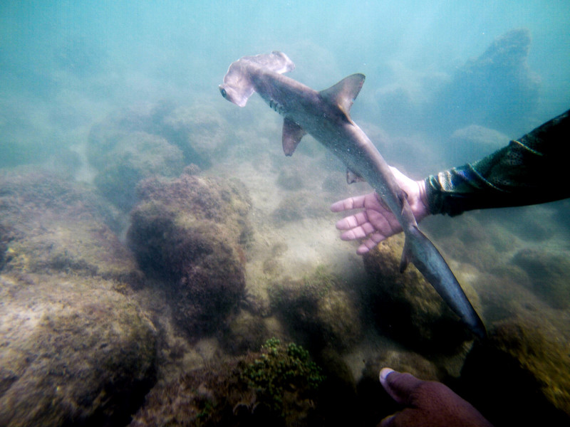 New hammerhead shark nursery discovered near Galapagos