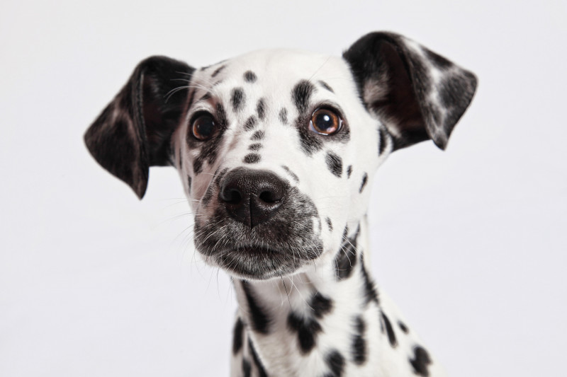 Doggone: wet pet food ‘seven times worse’ for climate than dry