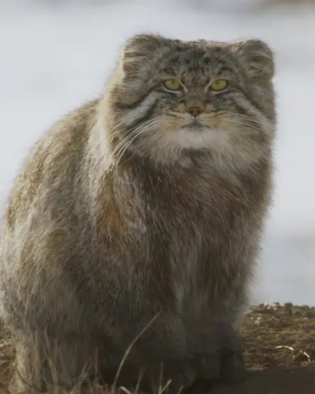 In the icy plains of Mongolia, BBC’s cameras zoom in to capture the Pallas’s cat in a sequence that has never been filmed before. This cat is said to be the grumpiest in the world. – BBC pic
