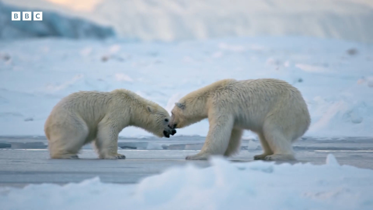 Two polar bears, a male and a female skate and play-fight on the snow much to the camera crew’s surprise. Earlier, they seemed to be in a confrontational mood. – BBC pic 