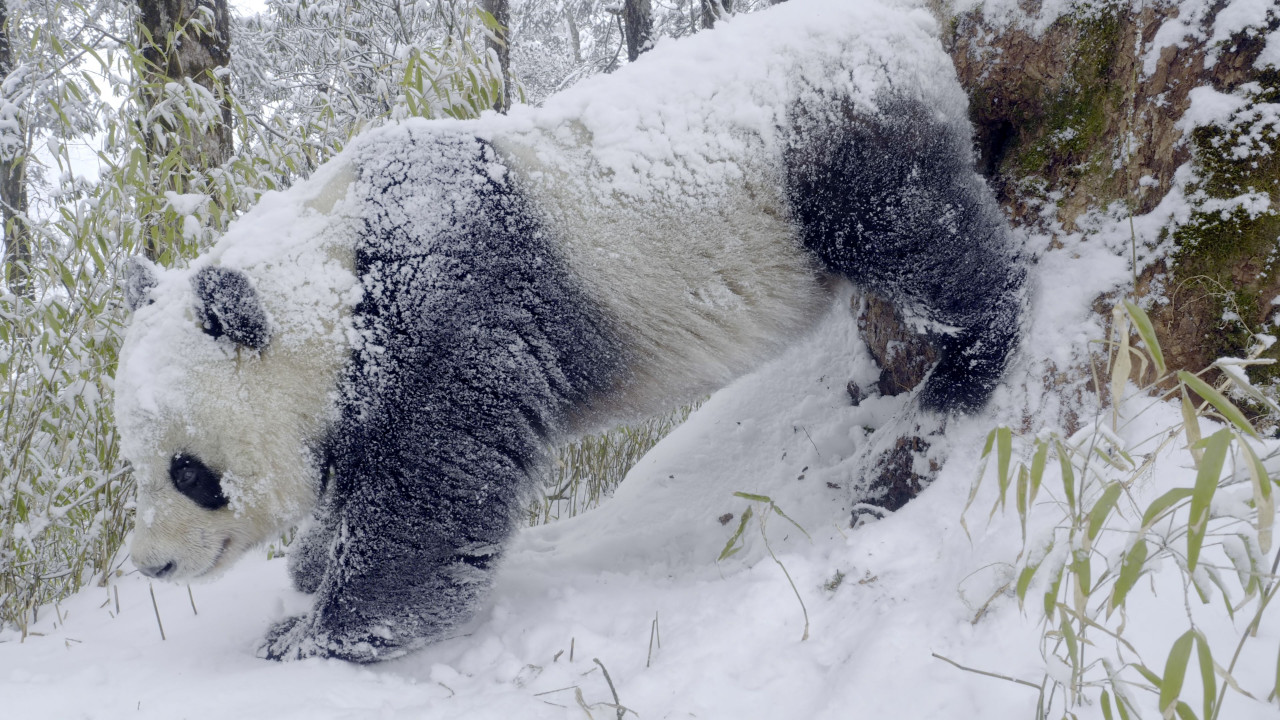 Males pandas performing headstands and gyrating their bums to mark out their territory. – BBC pic