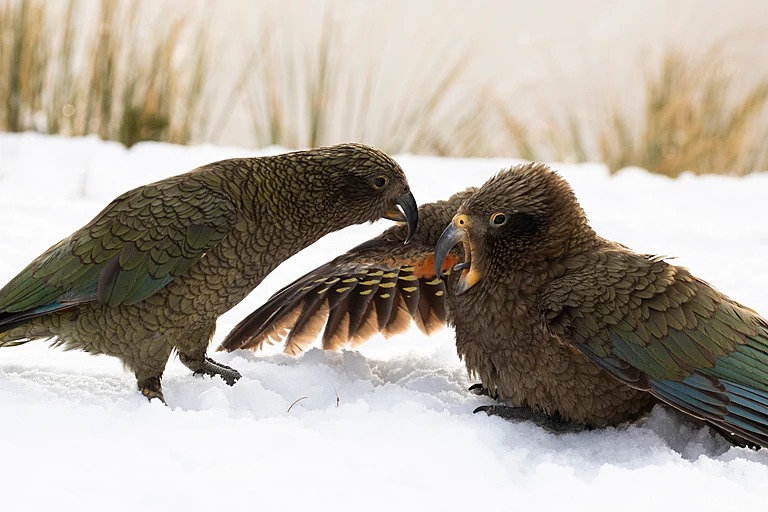 The kea parrots in a social congregation use play tactics and group dynamics. Their intelligence and curiosity are both vital to their survival in a harsh and frozen mountain environment. – BBC pic