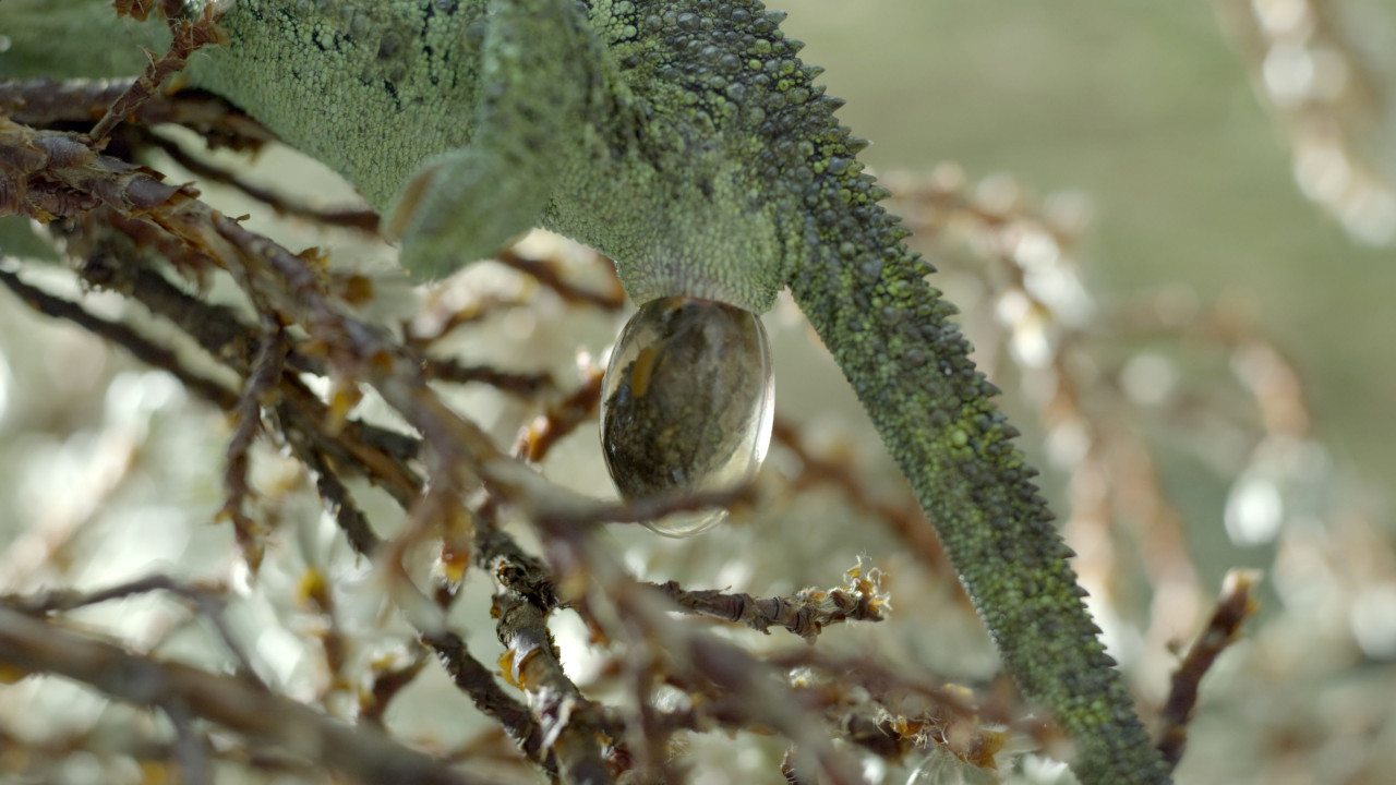 (Above) The chameleon mother must give birth in a race against the clock as the nightly frost threatens to kill her newborns. (Below) An anecdotal moment on the frozen peak of Mount Kenya where the chameleon unexpectedly gives birth. This is a new story, not been told for television before. – BBC pic
