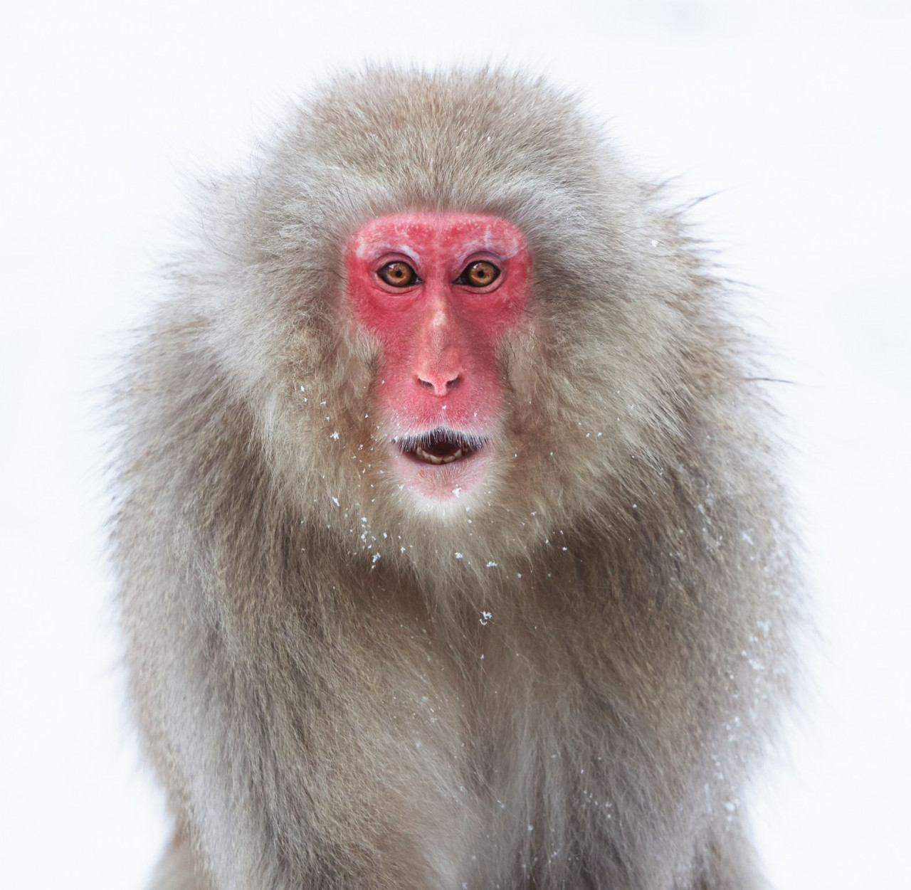 Snow monkeys in the Japanese Alps, like all other animals, survive with a combination of cunning and resourcefulness in the harsh cold lands. – BBC pic
