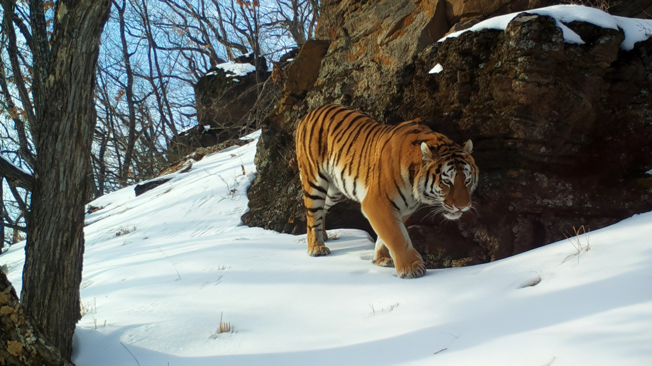 The Siberian Tiger makes an appearance in Frozen Planet II hunting for prey in the most unexpected places. – BBC pic