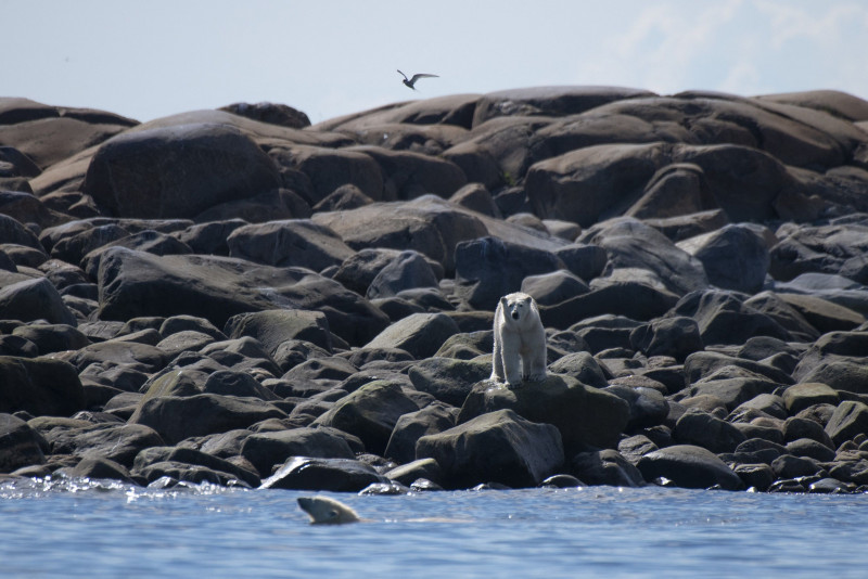 Receding ice leaves Canada’s polar bears at rising risk