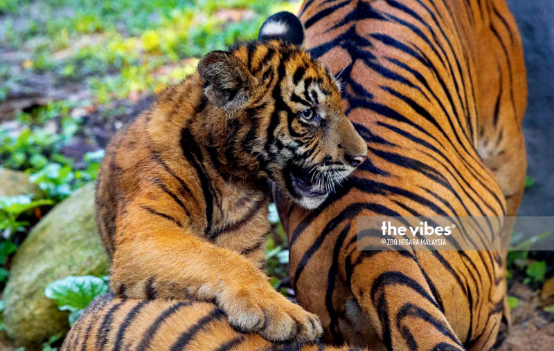Trespassing tiger terrifies couple as it enters house in Kuala Lipis