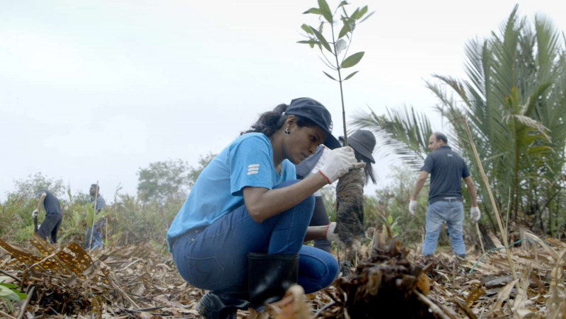 BBC Global Series spotlights Malaysia’s connected mangroves project